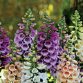 Dwarf Foxglove Seeds FOXY MIX - Digitalis purpurea, Deer Resistant, Biennial, 400 Seeds