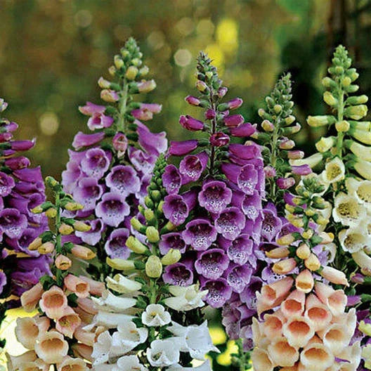Dwarf Foxglove Seeds FOXY MIX - Digitalis purpurea, Deer Resistant, Biennial, 400 Seeds