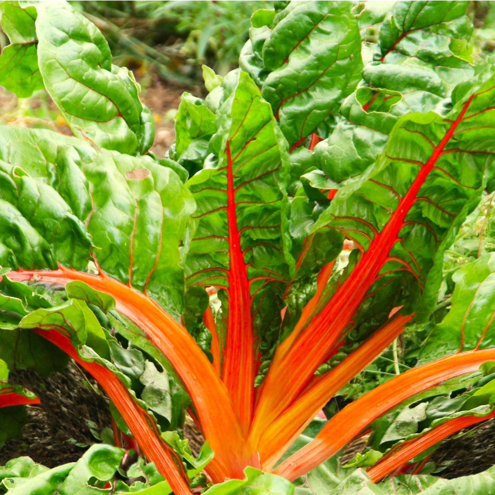 Orange Glory Swiss Chard Seeds - Bright Lights Variety, Golden Yellow Leaves, Beta vulgaris subsp. vulgaris, Pack of Seeds