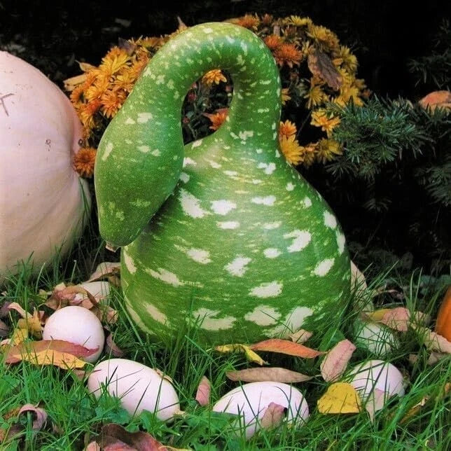 Gooseneck Bottle Gourd Seeds – Heirloom Non-GMO Cucurbita pepo for Gardening, Decoration & Culinary Use, USA Seller, Free Shipping