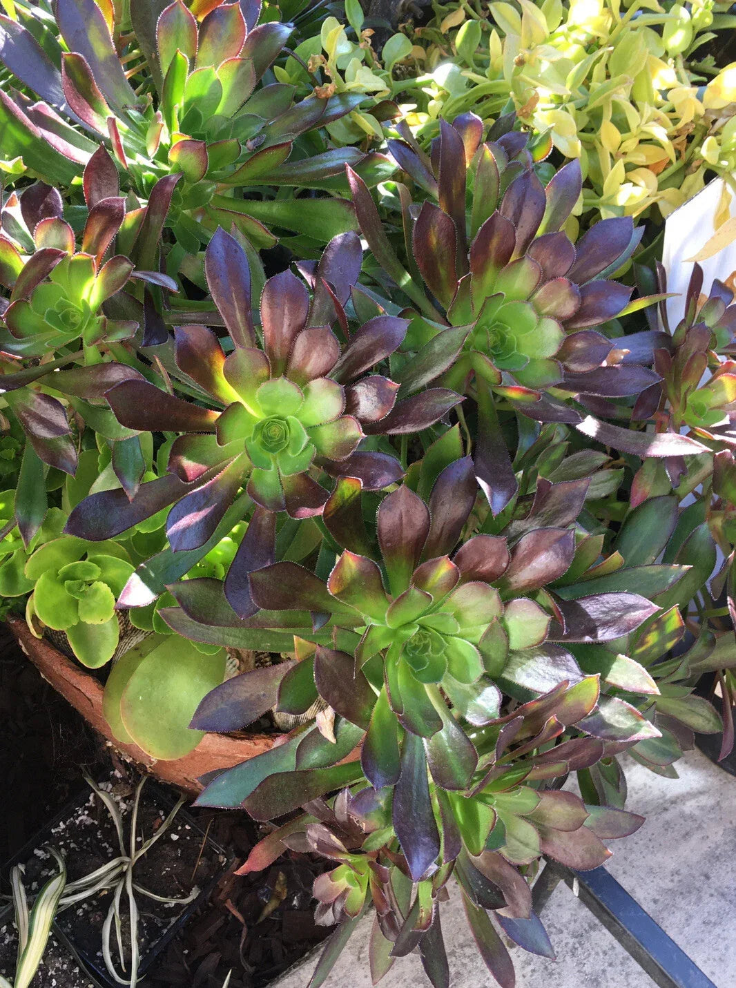 Large Bicolor Aeonium Cuttings - Succulent Plant, Drought Tolerant, Aeonium arboreum, Rosette, Indoor & Outdoor