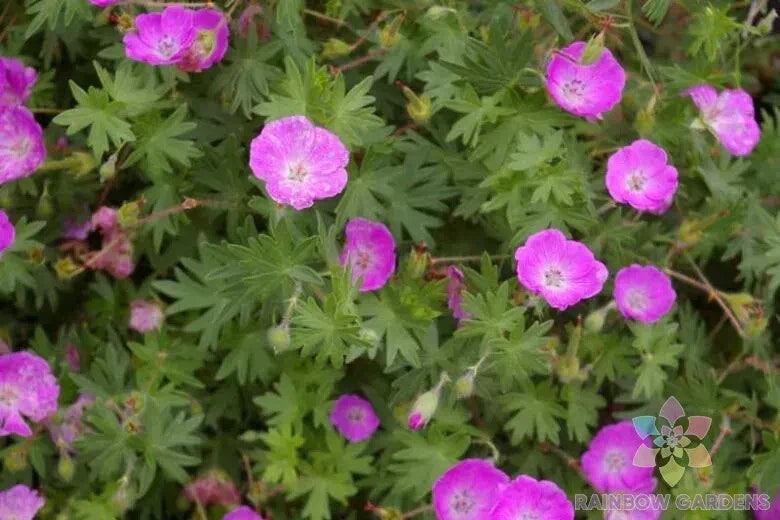Sanguineum Geranium Seeds | Bloody Cranesbill Perennial Flower Seeds | Pink Blooming Plant for Garden, Borders & Ground Cover