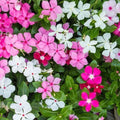 Madagascar Periwinkle Seeds - Mixed Color Flowers - Catharanthus roseus - Garden Planting for Borders & Containers