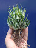 Zebra Plant Succulent | Haworthiopsis attenuata | Hardy Indoor Desert Plant
