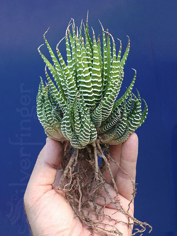 Zebra Plant Succulent | Haworthiopsis attenuata | Hardy Indoor Desert Plant