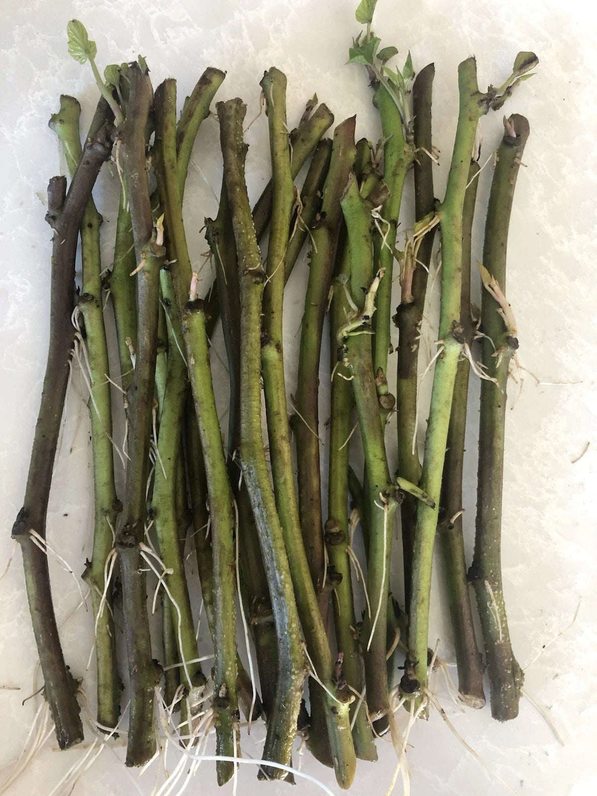 Sweet Potato Slips 20 Count Organic Ipomoea batatas Vegetable Cutting Vine for Gardening