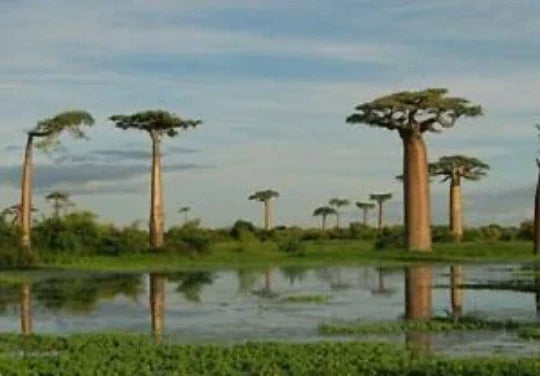 Baobab Tree Seeds - 5 Pack Adansonia digitata Tropical Tree Seeds for Growing, Drought Tolerant, Unique Trunk