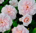 Heirloom Cecile Brunner Rose Cuttings - 16 Premium Rosa ceciliae for Fragrant Pink Blooms