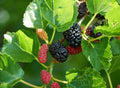 Red Mulberry Live Plant 16-24 Inches Morus rubra Deciduous Tree for Garden, Hardy Zones 5-9