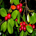 50 Strawberry Guava Tree Seeds Edible Fruit Plant Psidium cattleianum Tropical Garden Seeds