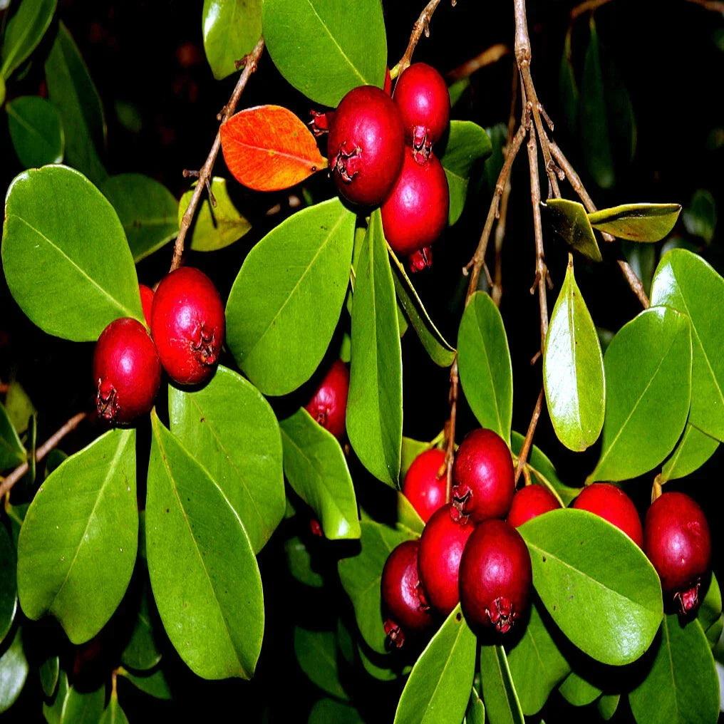 50 Strawberry Guava Tree Seeds Edible Fruit Plant Psidium cattleianum Tropical Garden Seeds