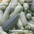 Organic Grey Zucchini Seeds, Non-GMO Cucurbita pepo for Home Garden, 25+ Pack