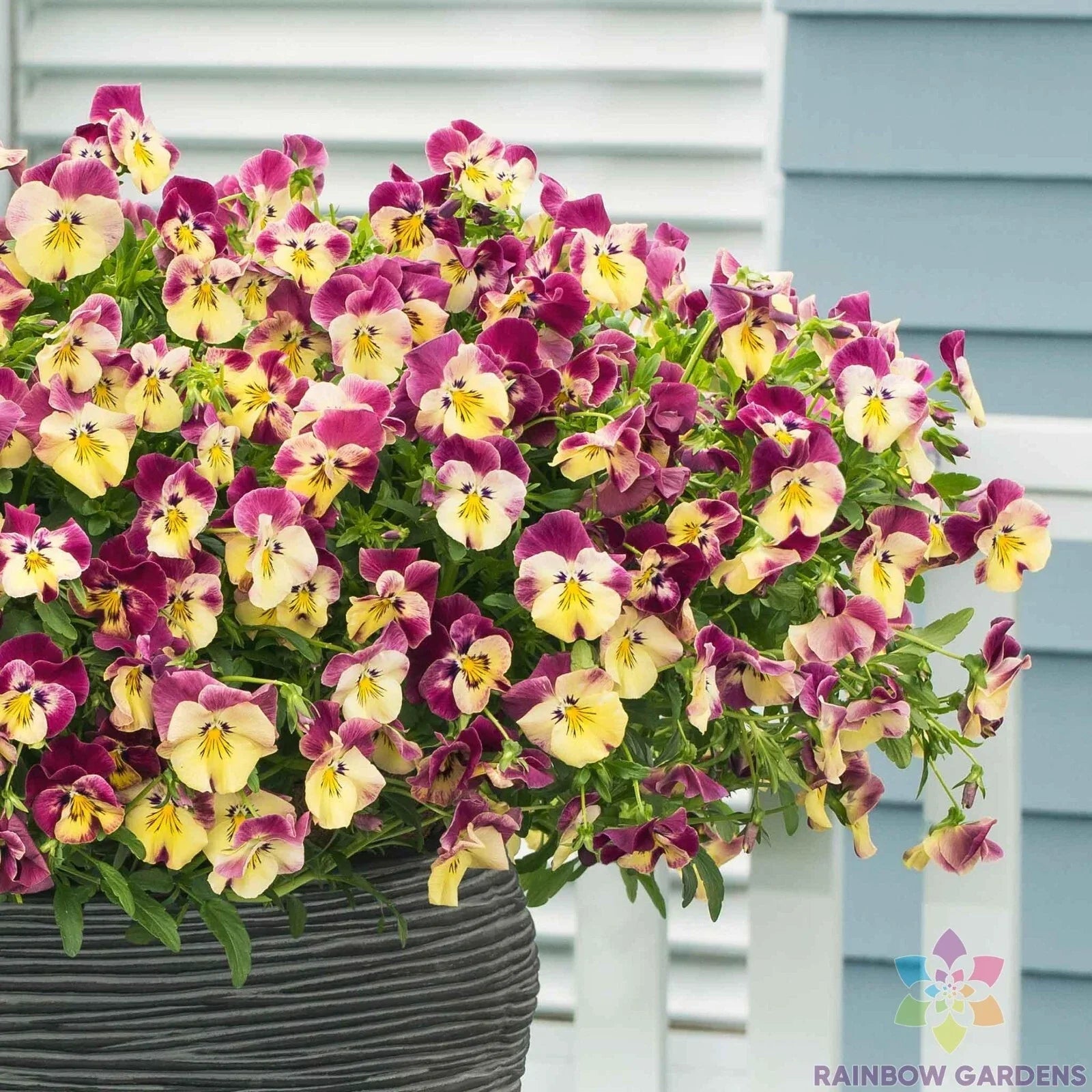 Cool Wave Strawberry Swirl Pansy Seeds - Viola tricolor var. hortensis - 200+ Seeds for Garden Beds & Containers