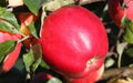 25+ State Fair Apple Seeds - Malus domestica Heirloom Variety for Garden Planting, Fruit Trees, Backyard Orchard