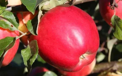 25+ State Fair Apple Seeds - Malus domestica Heirloom Variety for Garden Planting, Fruit Trees, Backyard Orchard