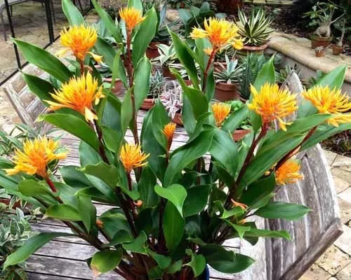 Golden Brush Dwarf Ginger Starter Plant - Burbidgea schizocheila - Small Rooted Plant for Indoor & Outdoor Gardens