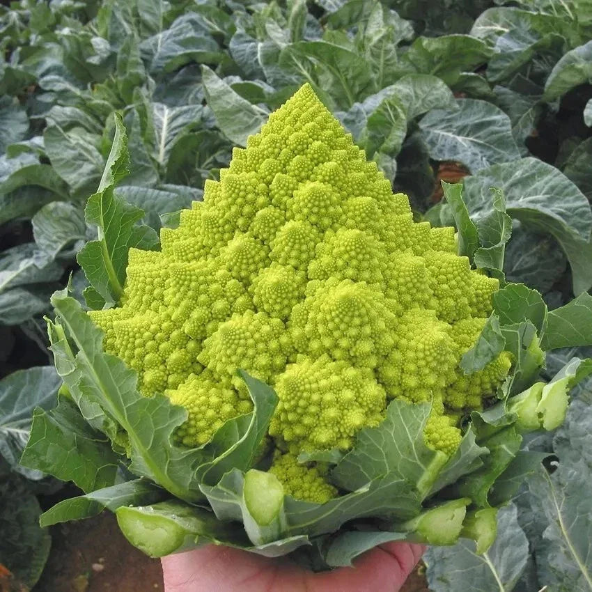 Romanesco Broccoli Seeds - Organic, Non-GMO, Heirloom, Fractal-Shaped Heads, Vegetable Seeds for Gardening, Brassica oleracea