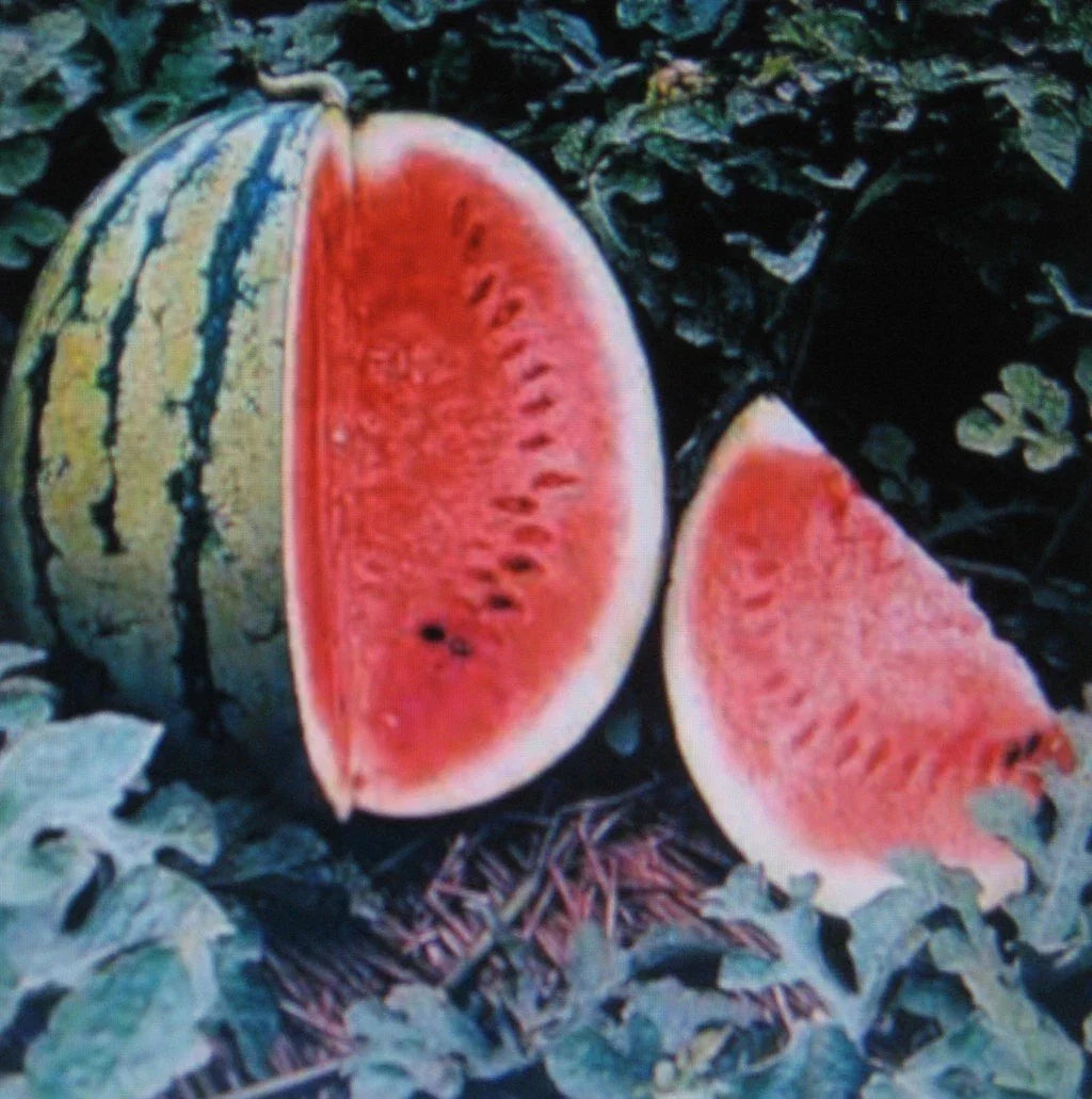 Watermelon Seeds - Crimson Sweet Variety, Non-GMO, Lycopene Rich, 5 Seeds, Citrullus lanatus, Summer Garden Plant