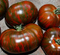 Chocolate Stripes Tomato Seeds - 50+ Indeterminate Heirloom Vegetable Seeds for Garden, Solanum lycopersicum