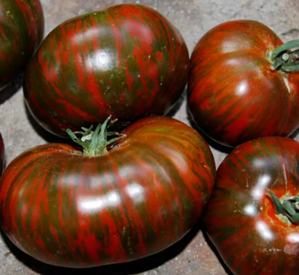 Chocolate Stripes Tomato Seeds - 50+ Indeterminate Heirloom Vegetable Seeds for Garden, Solanum lycopersicum