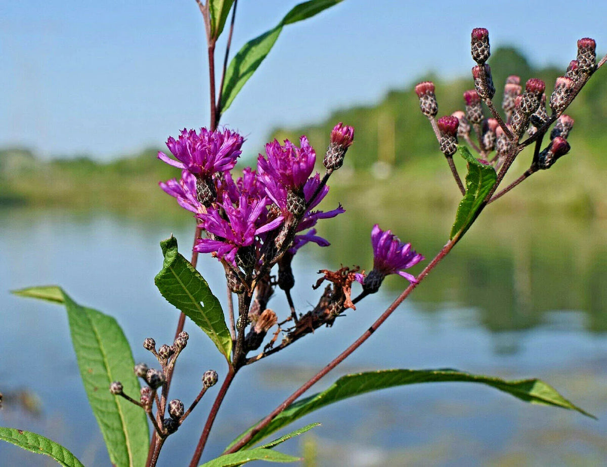 Ironweed Seeds - 200 Pack, Purple Flowers, Vernonia fasciculata, Medicinal Herb, Perennial, Full Sun, Easy to Grow