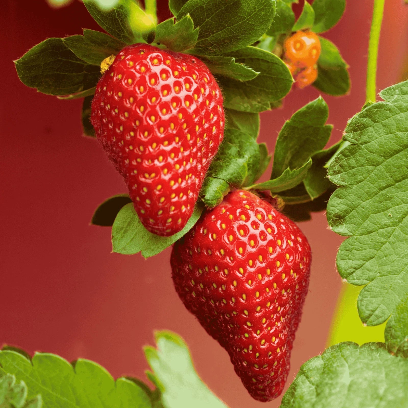 Archer Strawberry Bare Root Plants – June-Bearing Fragaria × ananassa for Home Gardens & Containers