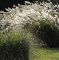 Chinese Silver Grass Seeds - 100 Pack - Miscanthus sinensis Ornamental Grass for Garden, Landscape & Borders