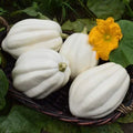 Mashed Potato Squash Seeds - 10 Pack, White Gourmet Cucurbita maxima, Exotic Edible Vegetable Seeds