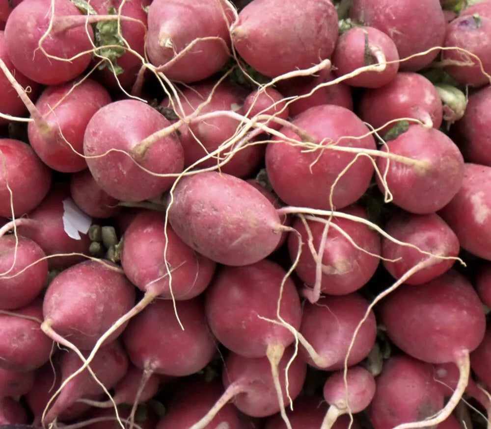 Lady Slipper Radish Seeds - Non-GMO, Fast Harvest, Vibrant Pinkish-Red, Raphanus sativus, Compact Growth, Multiple Sizes
