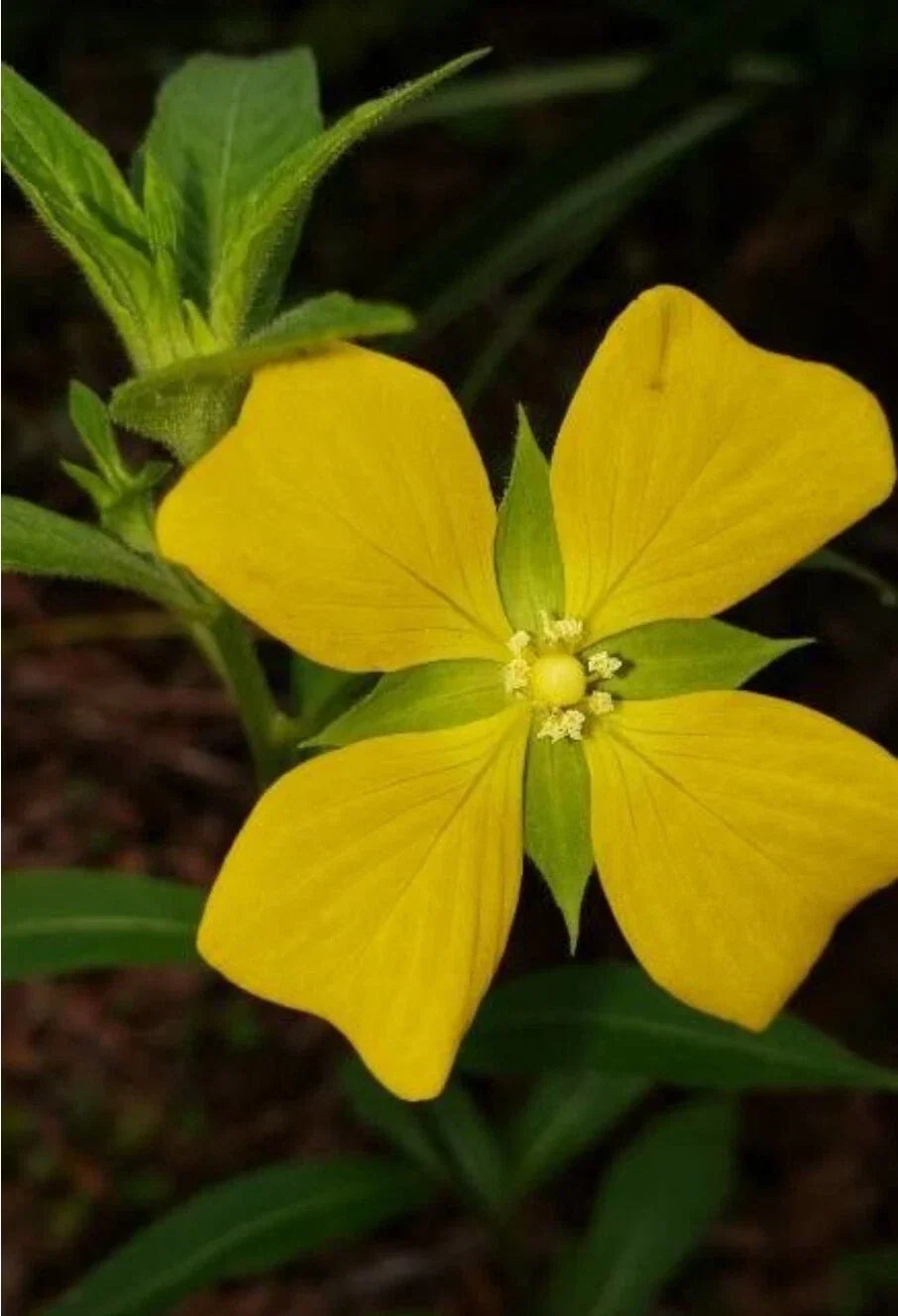 100+ Seeds Mexican Primrose-Willow Ludwigia octovalvis Wetland Aquatic Plant Seeds for Water Gardens