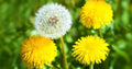Dandelion Seeds Bulk Pack 500+ Taraxacum officinale Wildflower Gardening Non-GMO Organic