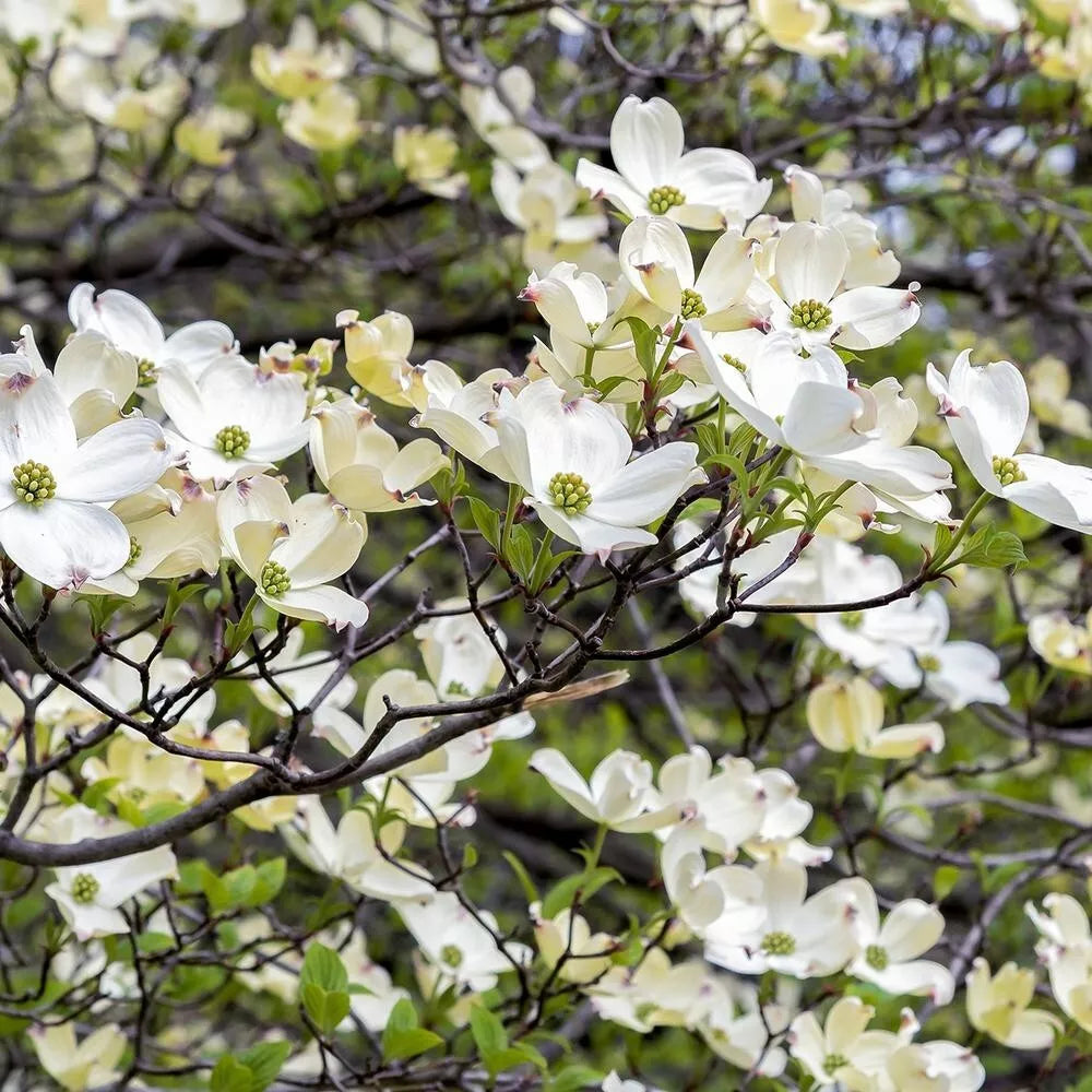American White Dogwood Tree Cuttings 6+2 Scions for Grafting Cornus florida
