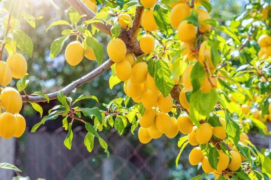 Yellow Plum Tree - Rooted Tree, 2 ft Tall, Prunus domestica var. syriaca, Fruit Tree for Small Gardens & Backyard Orchards