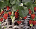 Mixed Everbearing Strawberry Seeds - Fragaria x ananassa Fruit Seeds for Garden & Containers - 25+ Seeds