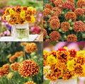 Blanket Flower Seeds - Bi-Color Sundance Gaillardia aristata Non-GMO Wildflower for Pollinators, Drought-Tolerant, Perennial, 50 Seeds