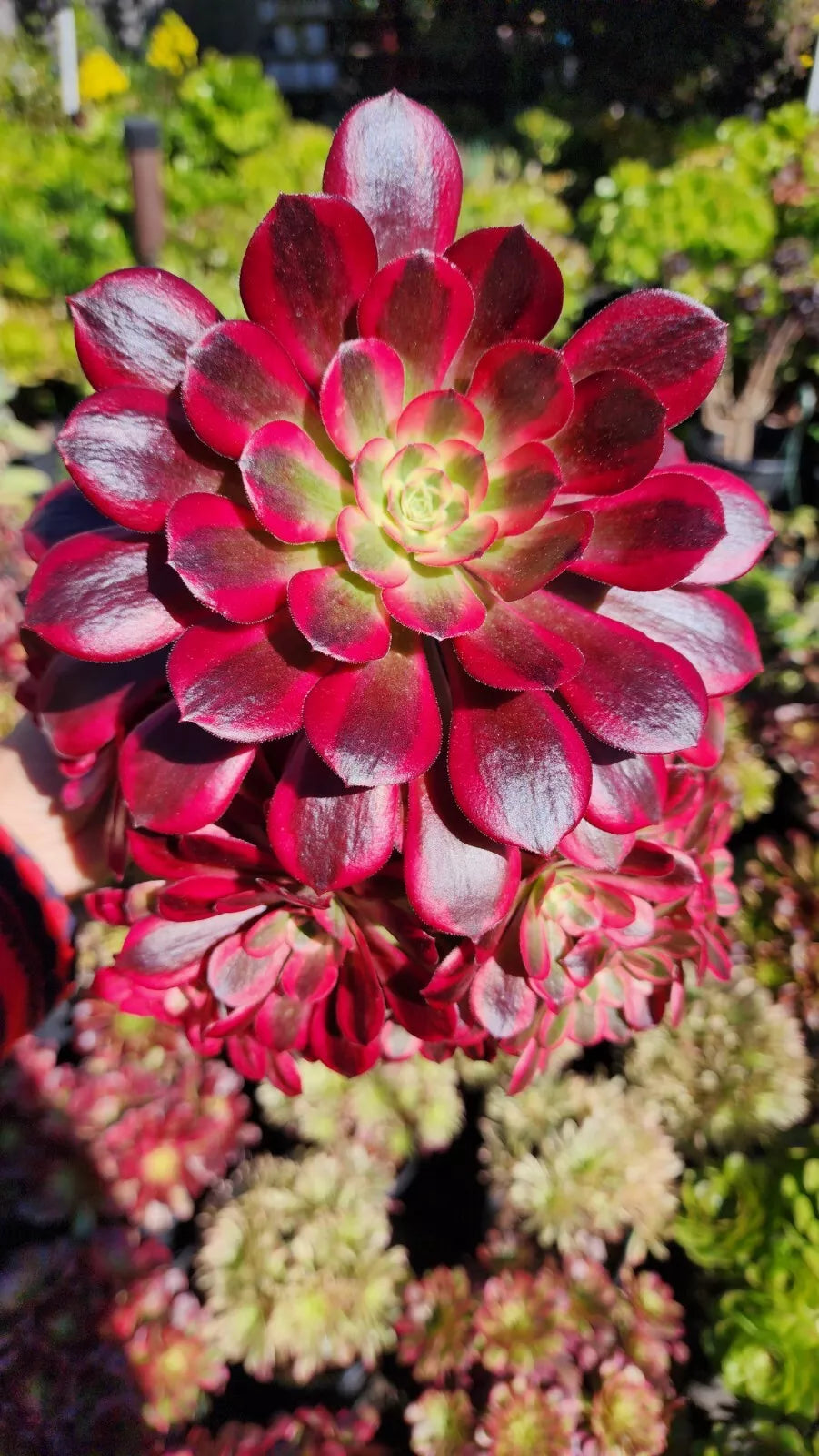 Succulent Plant Cutting - Aeonium Medusa Variegated Green and Red Leaves - Aeonium haworthii