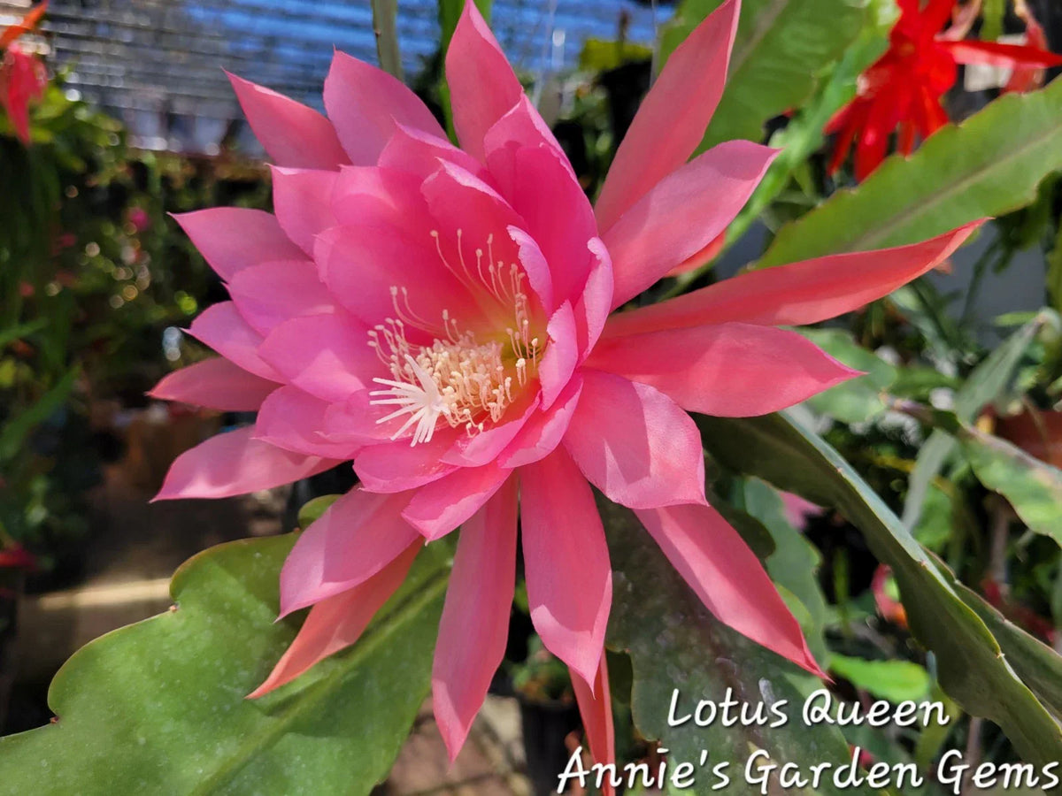 Epiphyllum Cuttings - 8-10 Inches - Lotus Queen - Unrooted Exotic Cactus Plant - Epiphyllum hybrid