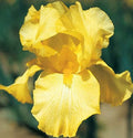 Bare Root Yellow Iris Rhizome Starter Plants - 25 Count | Iris pseudacorus