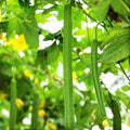 Emerald Smooth Luffa Gourd Seeds – Long Hybrid Sponge for Gardening & Crafting – Luffa aegyptiaca, Non-GMO, Full Sun, Pack of 10