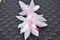 Christmas Cactus Starter Plant - Island Pearl Schlumbergera Truncata - Well-Rooted Holiday Blooming Plant