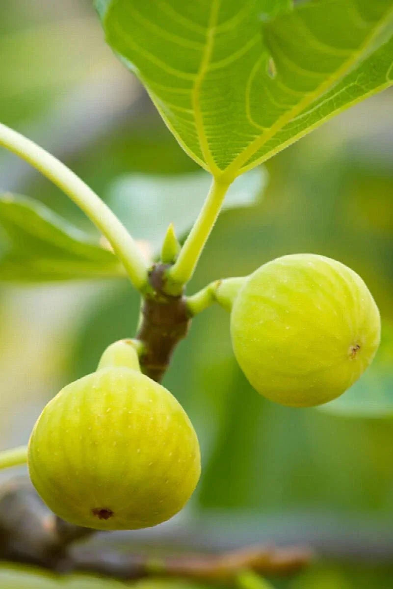 Desert King Fig Cuttings - 2 Pack Rooting Cuttings with Willow Water - Ficus carica for Home Garden, Container or In-Ground Planting