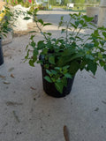 Chile Pequin Hot Pepper Plant - Capsicum annuum - Edible Spicy Herb for Outdoor Garden, Compact 1-2 ft