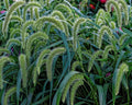 Setaria faberii Bristle Grass Seeds – 500+ Premium Fast-Germinating Seeds for Garden, Lawn & Landscape
