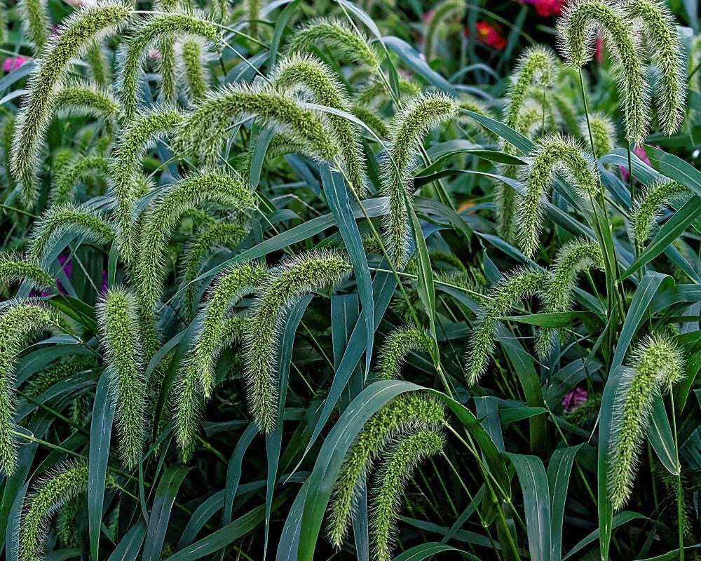 Setaria faberii Bristle Grass Seeds – 500+ Premium Fast-Germinating Seeds for Garden, Lawn & Landscape
