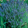 Lady Lavender Seeds - Heirloom Non-GMO Lavandula angustifolia, 1994 AAS Winner, Fragrant Blooms, Attracts Pollinators, Free Shipping