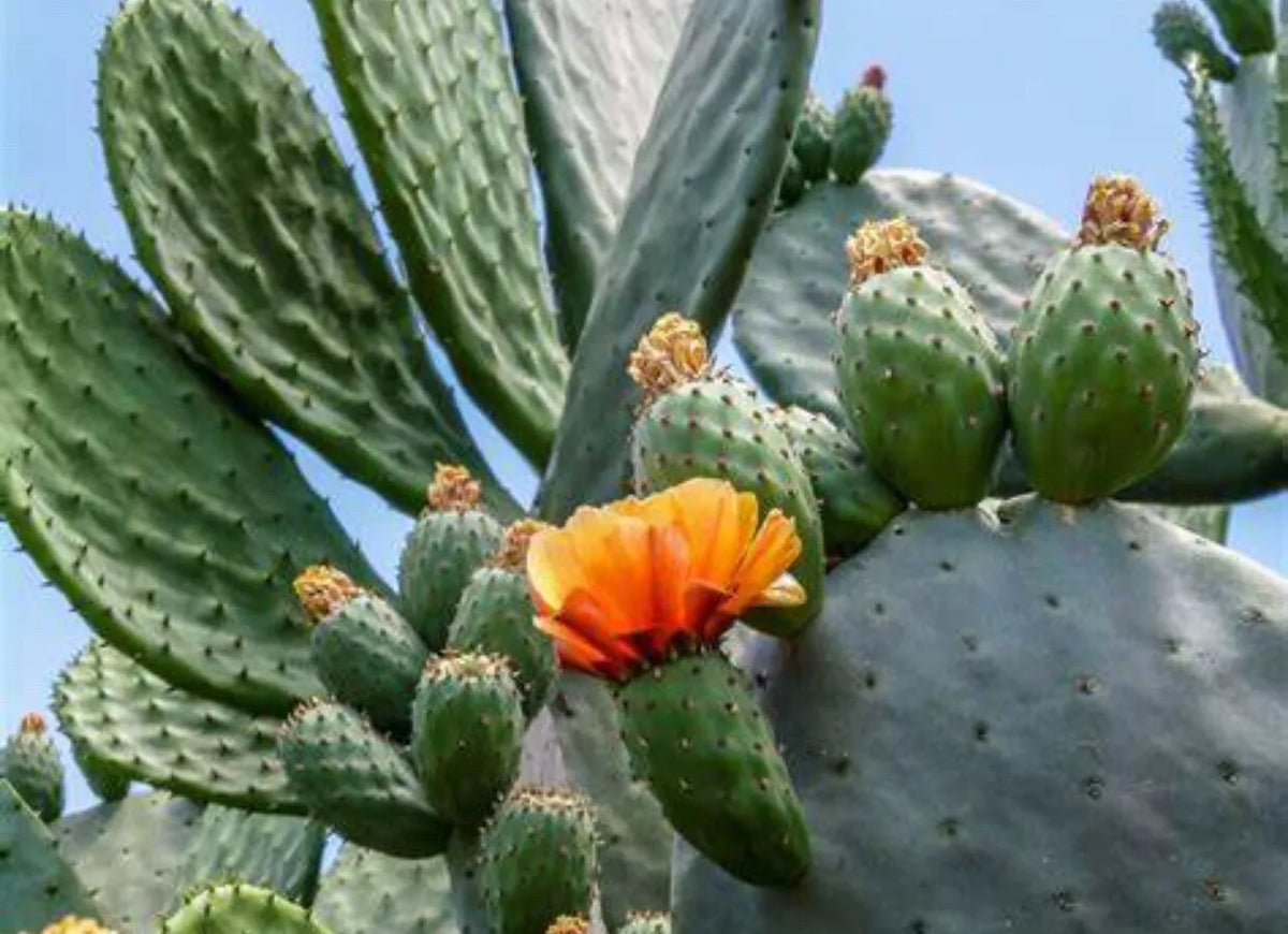 Spineless Prickly Pear Cactus 5 Medium Pads Opuntia Cacanapa Ellisiana Drought Tolerant Desert Plant
