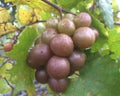 Muscadine Grape Plant Live – Vitis Rotundifolia 'Carlos' Edible Vine for Home Gardens, Climbing, Juicy Grapes