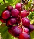 Muscadine Red Ruby Croc Cuttings – 20 Fresh Green Vitis rotundifolia Cloning Vines for Home Garden and Vineyard Cultivation