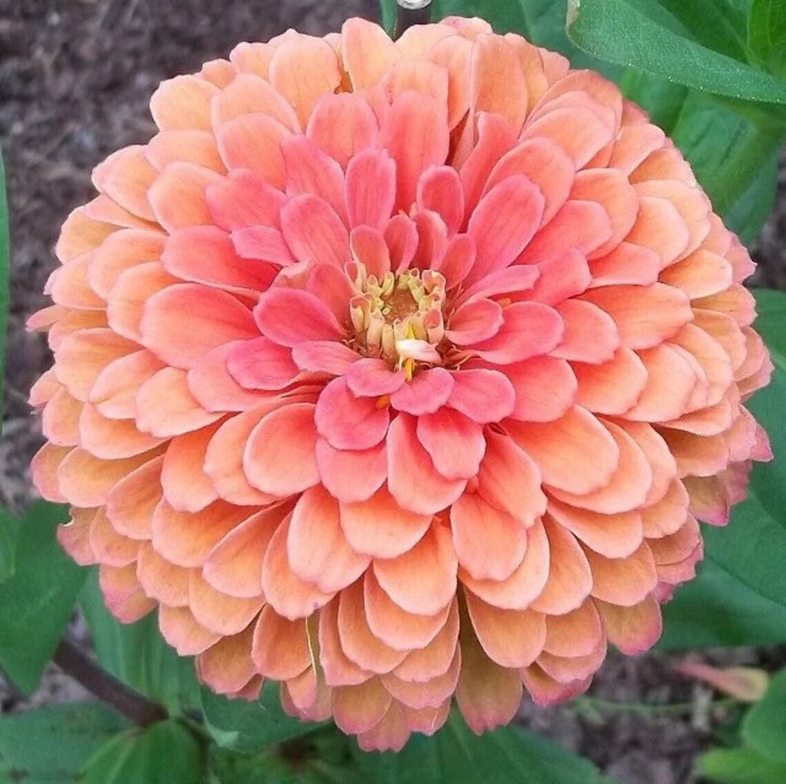 Salmon Rose Dahlia Seeds | Perennial Flowering Bulbs | Dahlia pinnata | Vibrant Garden Flowers
