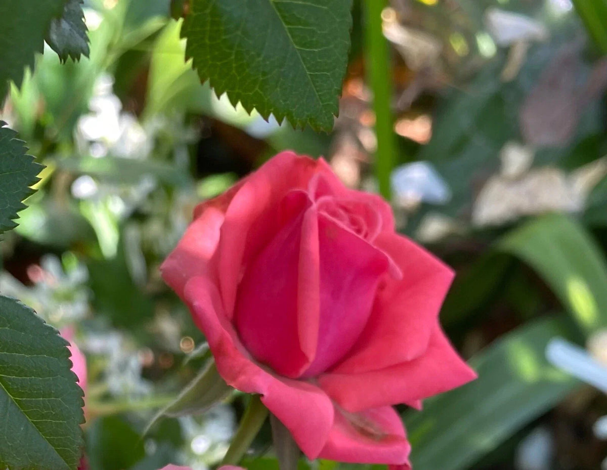 Pink Rose Cuttings 3 Pack Organic Fragrant Blooms Rosa spp. for Planting and Rooting